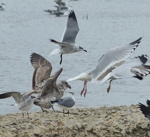 Gull wings